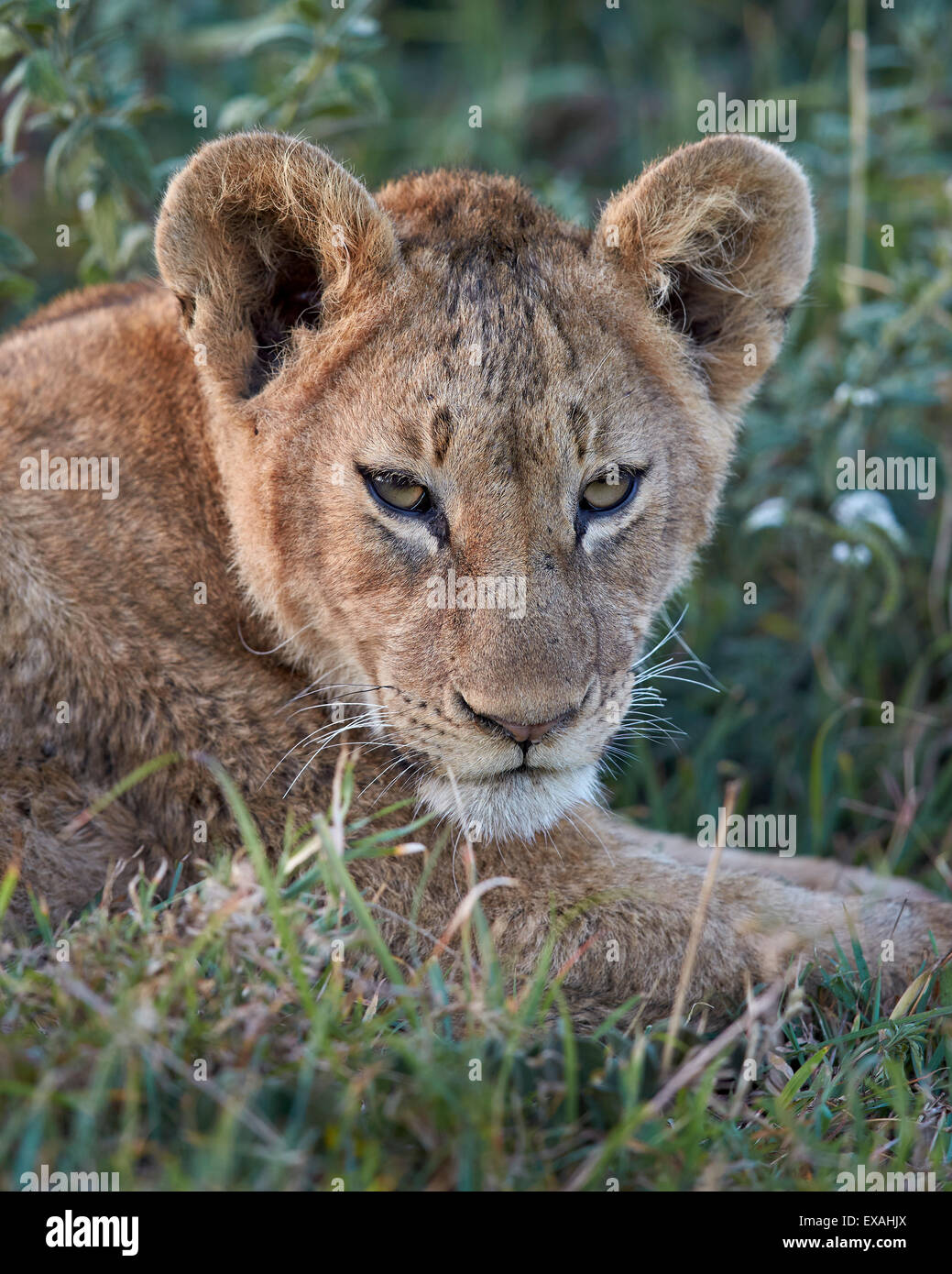 Löwe (Panthera Leo) Cub, Ngorongoro Crater, Afrika, Tansania, Ostafrika Stockfoto