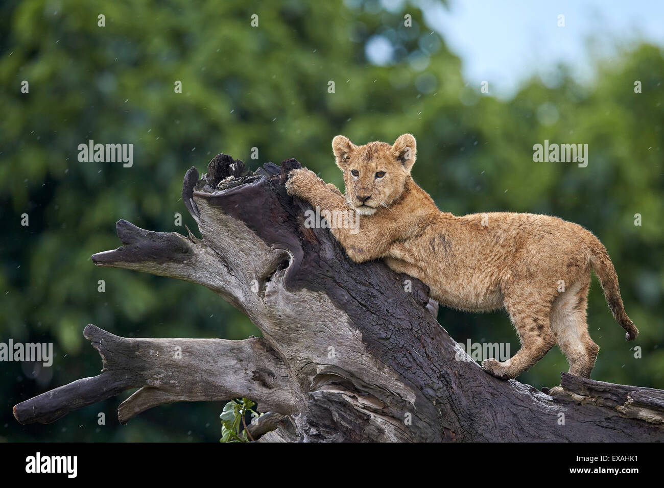 Löwe (Panthera Leo) Cub auf einem abgestürzten Baumstamm im Regen, Ngorongoro Crater, Afrika, Tansania, Ostafrika Stockfoto