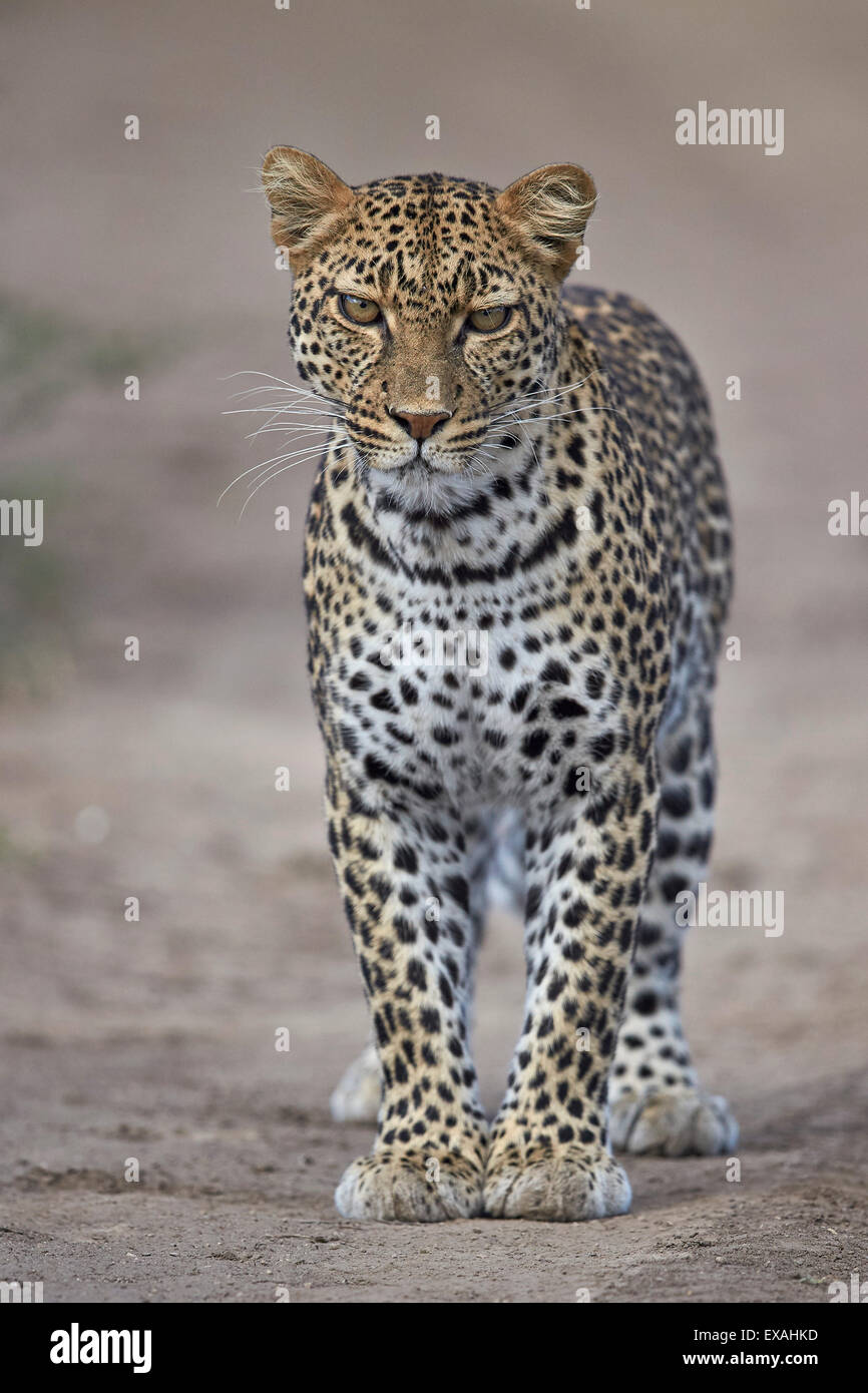 Leopard (Panthera Pardus), Ngorongoro Conservation Area, Serengeti, Tansania, Ostafrika, Afrika Stockfoto