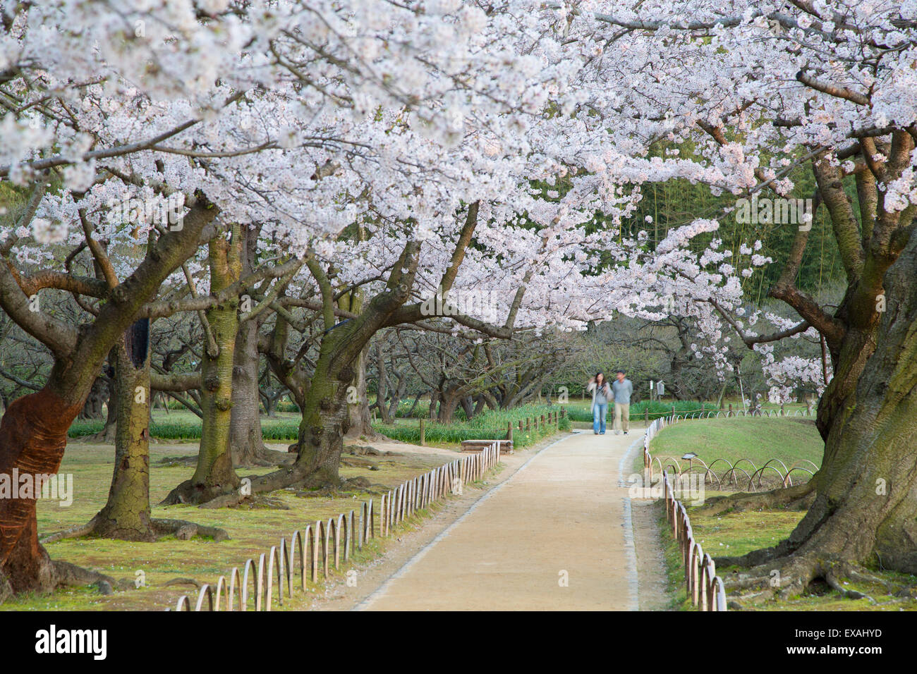 Menschen zu Fuß unter Kirschbäume blühen im Garten Koraku-En, Okayama, Okayama Präfektur, Japan, Asien Stockfoto