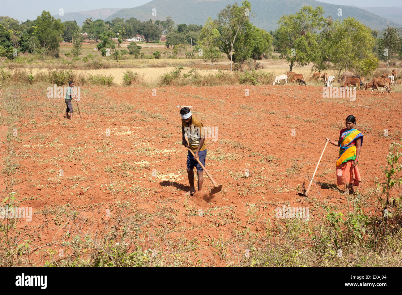 Dorf Mann Bodenbearbeitung roten Erde mit der Hand gemacht, Hacke, Frau helfen, die Kühe in der Ferne, Koraput Bezirk, Orissa (Odisha), Indien Stockfoto