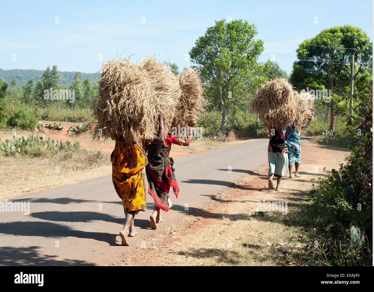 Vier Frauen, die zu Fuß entlang der Straße, die große Bündel von geernteten Reis auf ihrem Kopf, Koraput Bezirk, Orissa, Indien Stockfoto