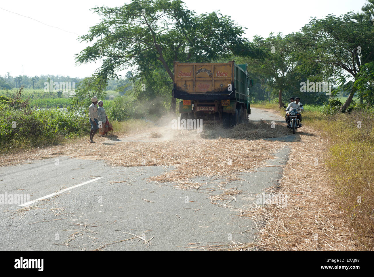 LKW Dreschen Reisernte durch überfahren, ließ dort von Mann und Frau, Koraput Bezirk, Orissa (Odisha), Indien, Asien Stockfoto