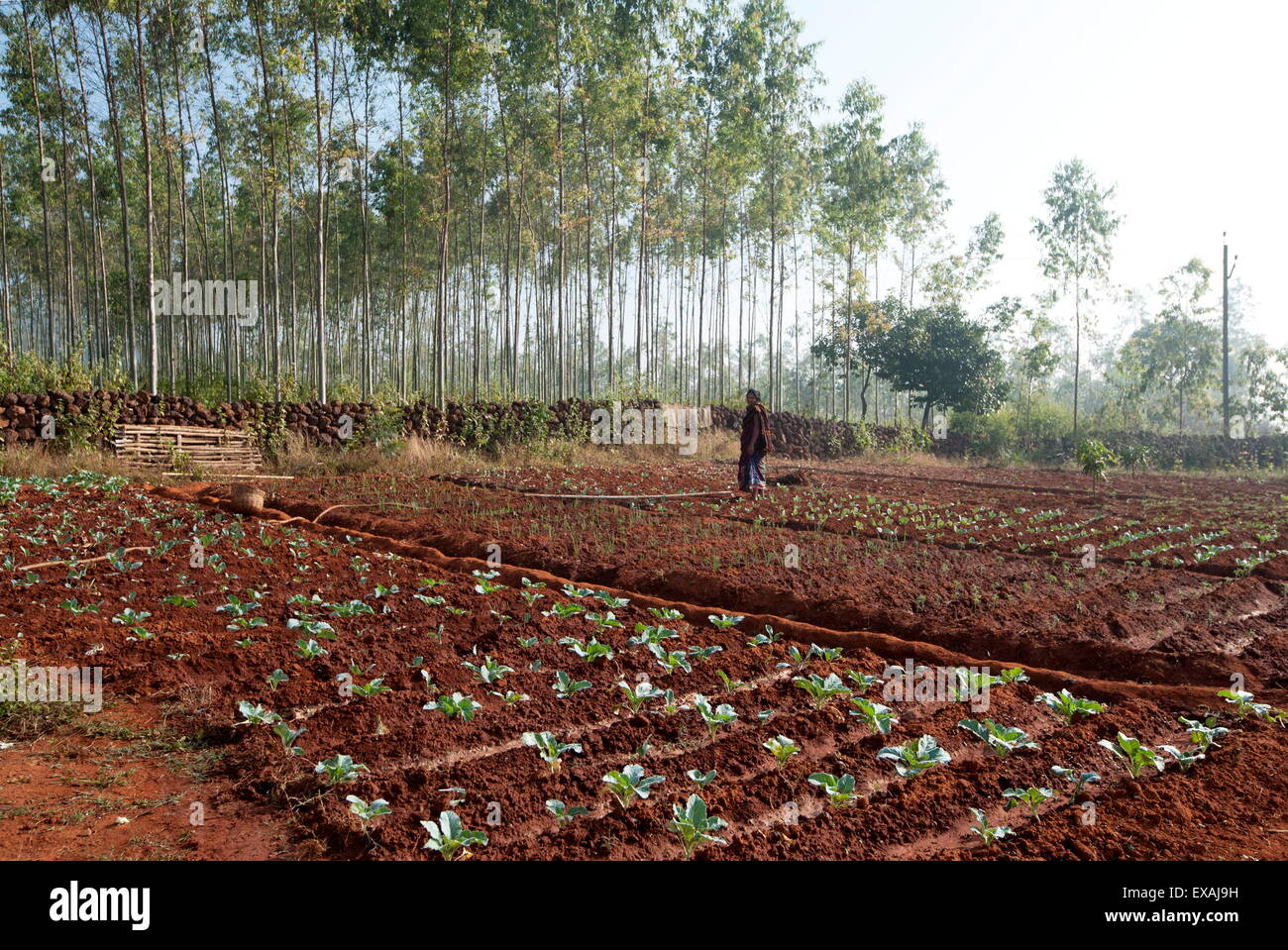 Junge Frau Gärtner Pflanzen grün Kohl sorgfältig in die helle rote Erde Koraput District, Orissa (Odisha), Indien, Asien Stockfoto