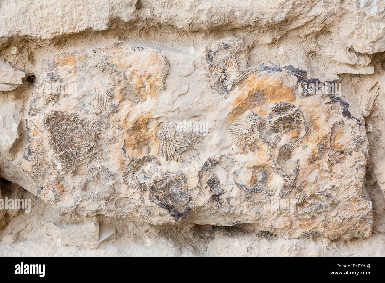 Karak, Jordanien. Alten Fossilien in den Felsen verwendet, um Al Karak Burg zu bauen. Stockfoto