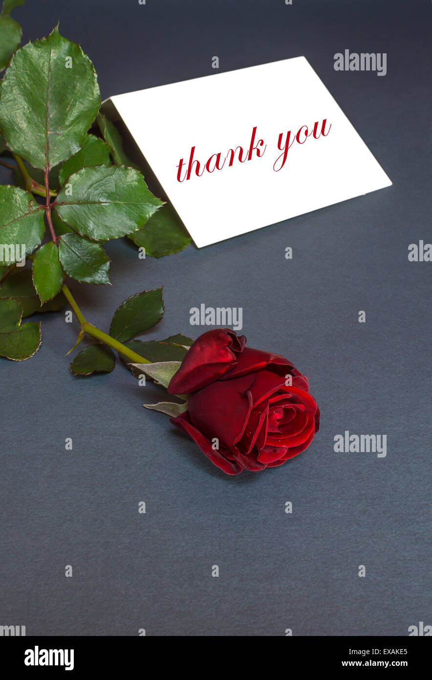 Dankeschön-Karte mit roter Rose. Danke Text. Selektiven Fokus Stockfoto