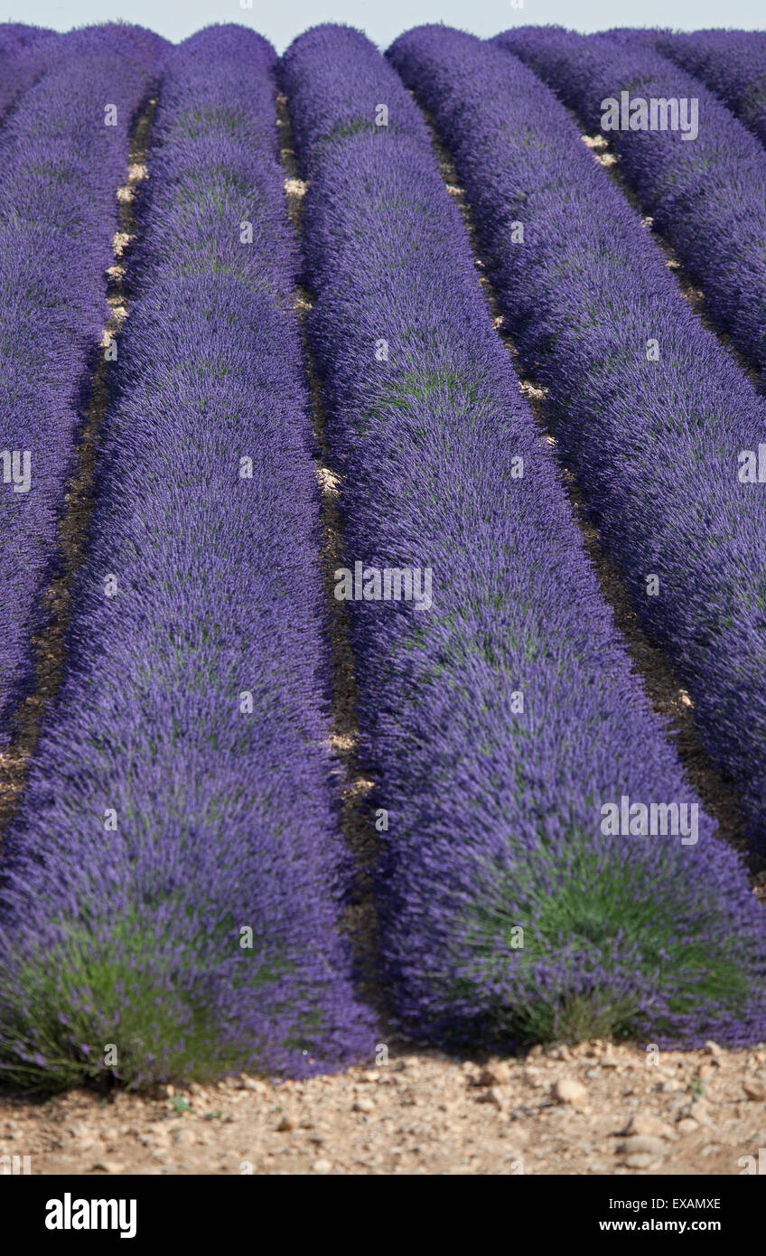Feine Lavendel Lavandula Angustifolia Stockfotos und bilder Kaufen Alamy