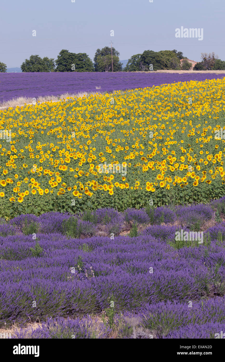 Ein Blick auf eine Hybrid-Lavendel und Sonnenblumen Felder, in der Nähe von Valensole (Frankreich). Vue Sur des champs de Lavandin et de Tournesol. Stockfoto