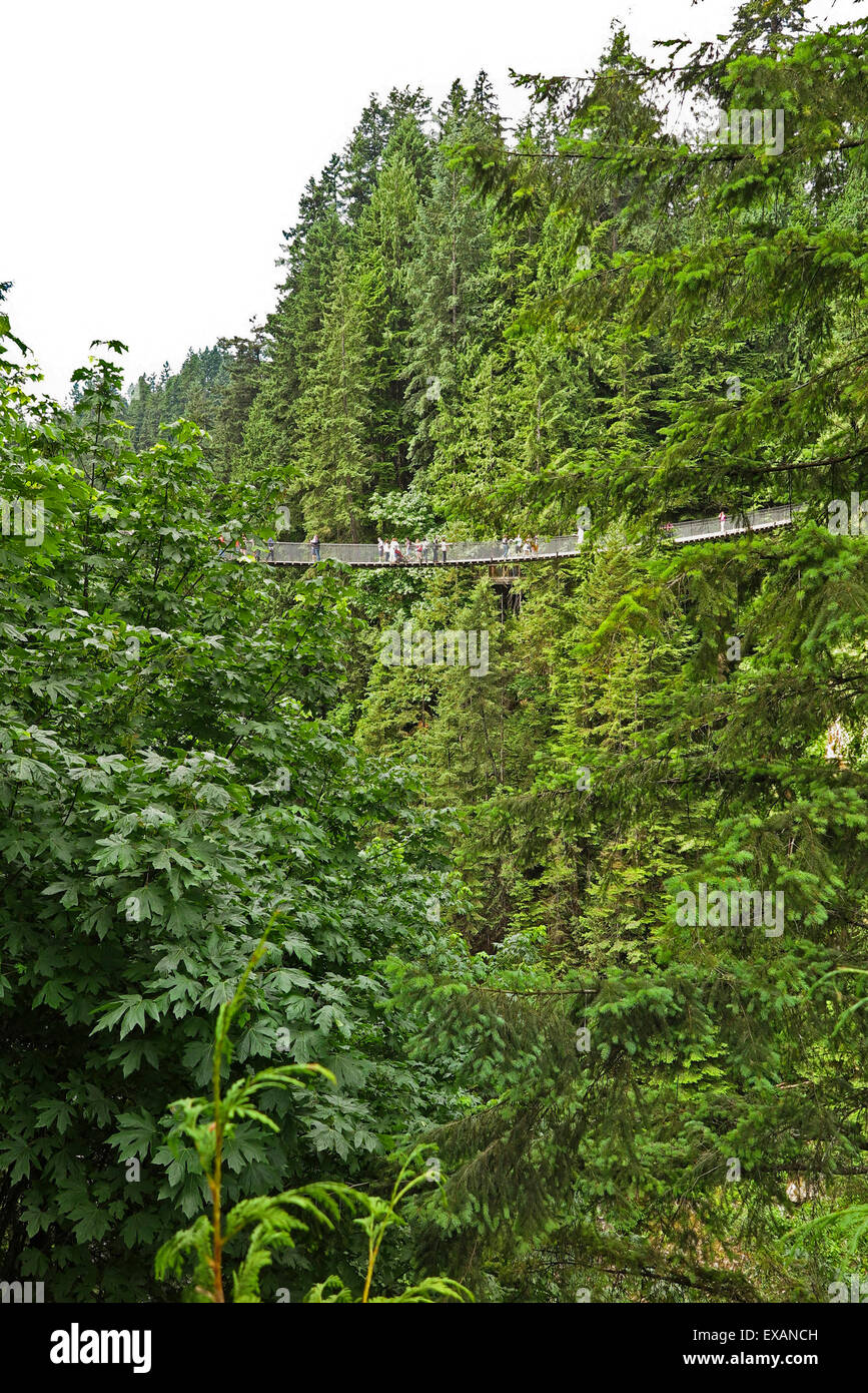 Hängebrücke, Capilano, Vancouver, Kanada Stockfoto