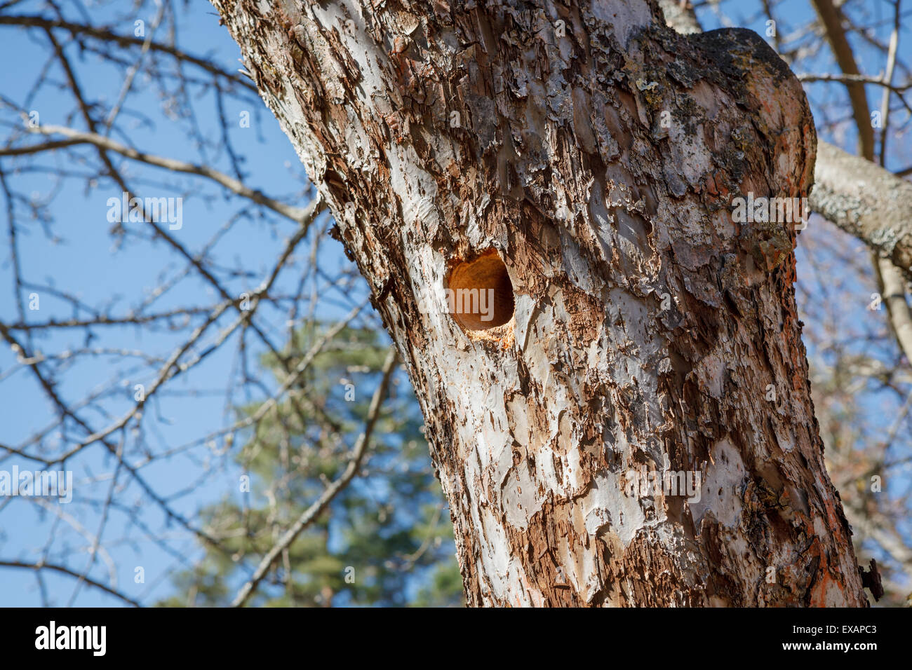 Specht Nest im Apfelbaum Stockfoto