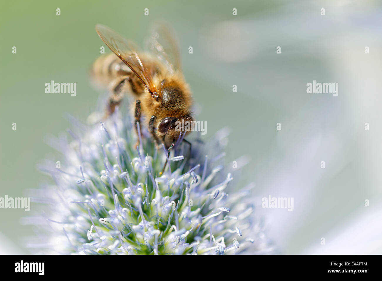 Biene auf Erygngium "Sapphire Blue" (common Name Meer Holly) Stockfoto