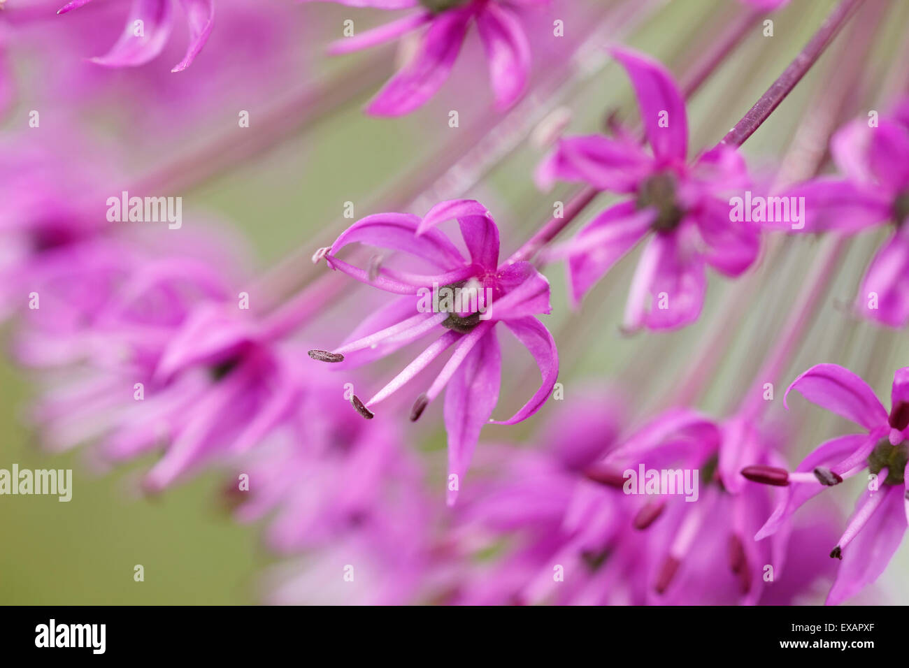 Nahaufnahme der Hollandicum Allium 'Purple Sensation' (niederländische Knoblauch "Purple Sensation) Stockfoto