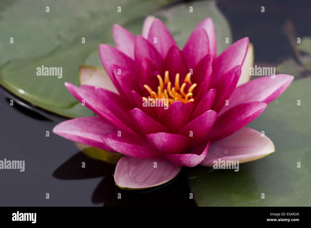 Lila Seerose Cloes, Nymphea Stockfoto