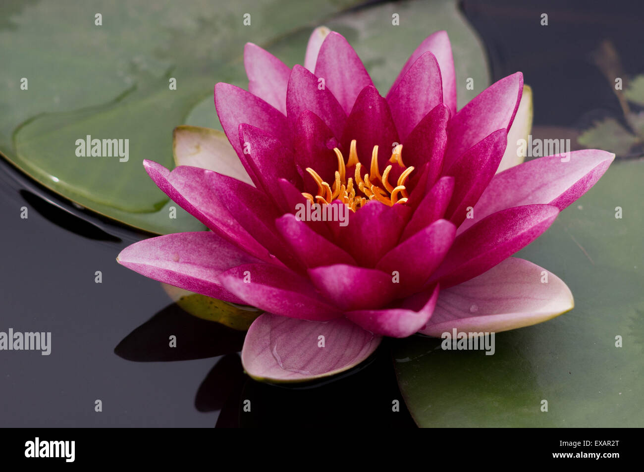 Lila Seerose Cloes, Nymphea Stockfoto