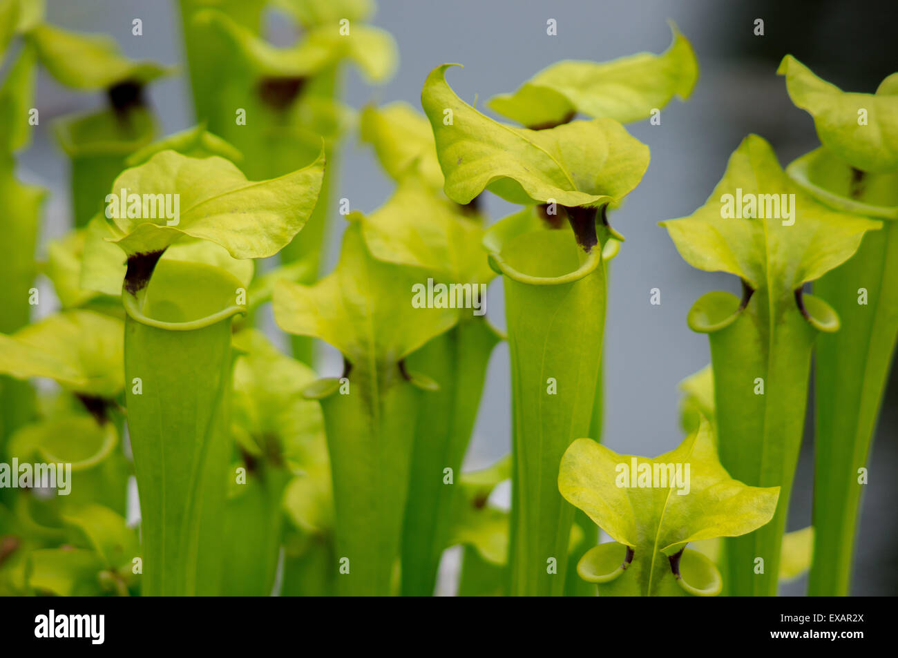 Fleisch fressende Schlauchpflanze Sarracenia flava Stockfoto