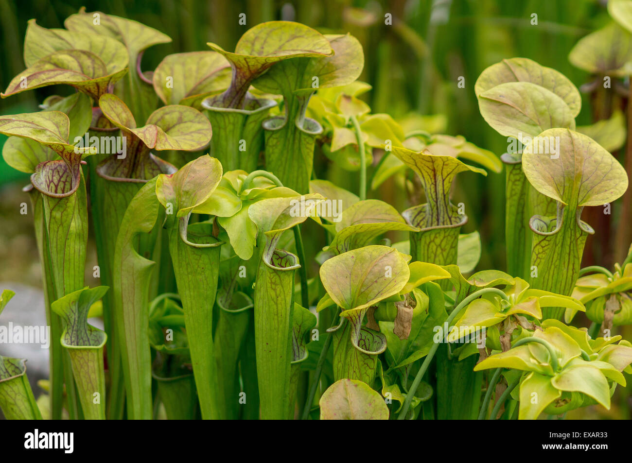 Fleischfressende Kannenpflanze Sarracenia oreophila Stockfoto