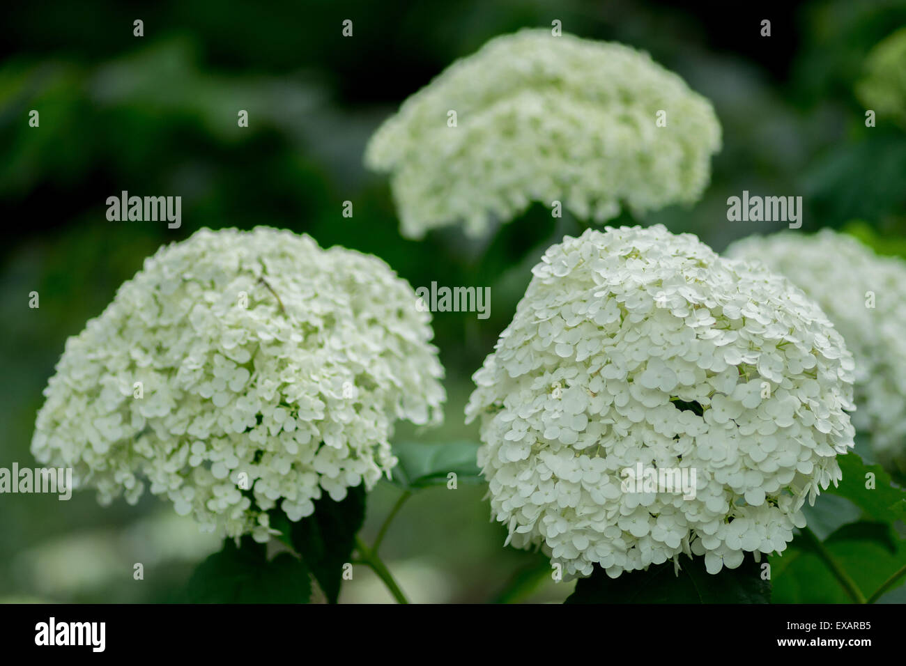 Weiße Hortensie Blüte Nahaufnahme Stockfoto