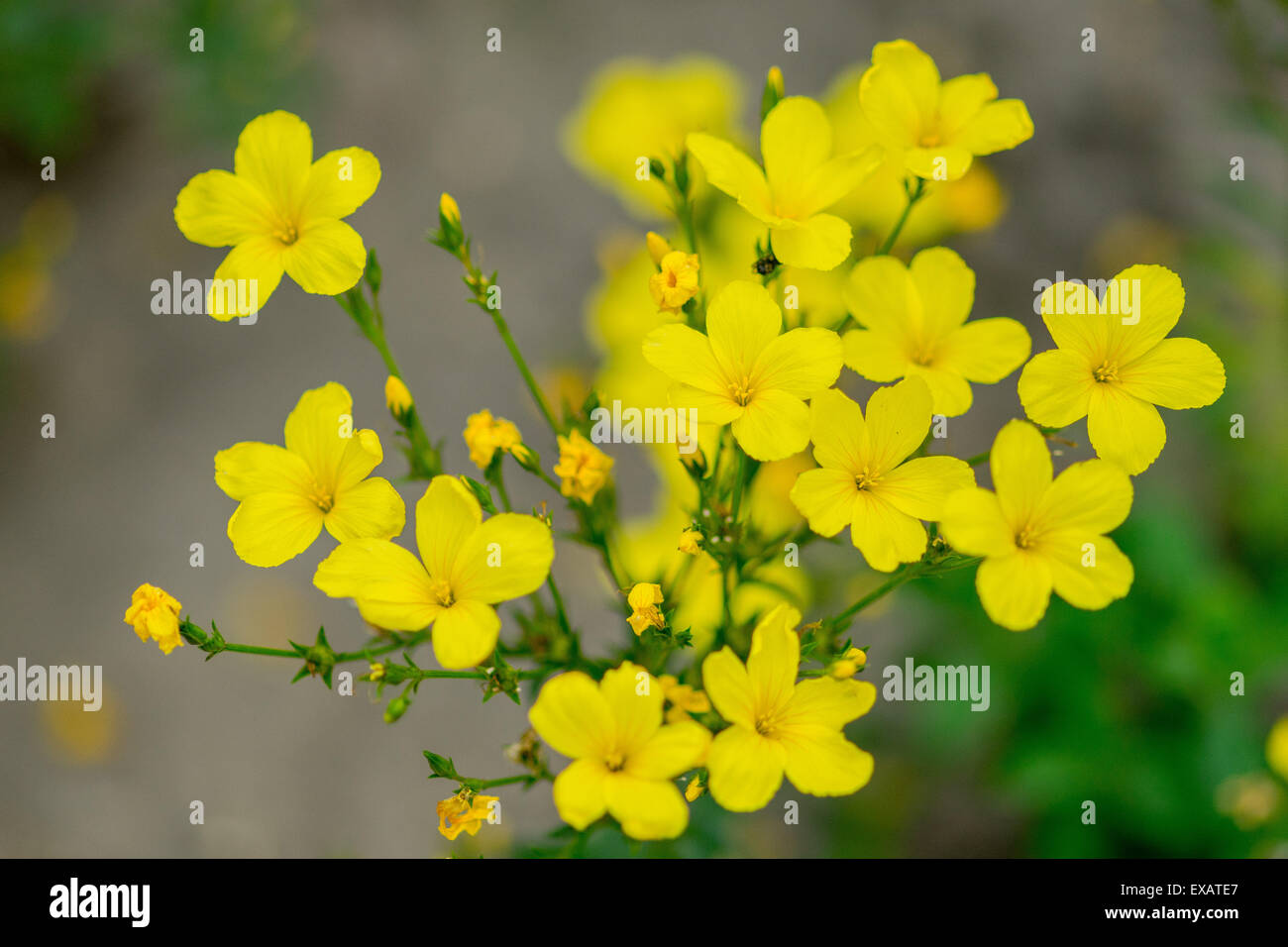 Linum Flavum goldenen gelbe Leinsamen Blüten Nahaufnahme Stockfoto