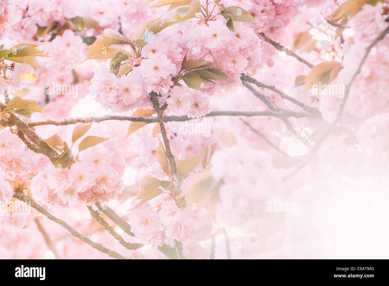 Die japanische Blume Kirsche blüht Stockfoto