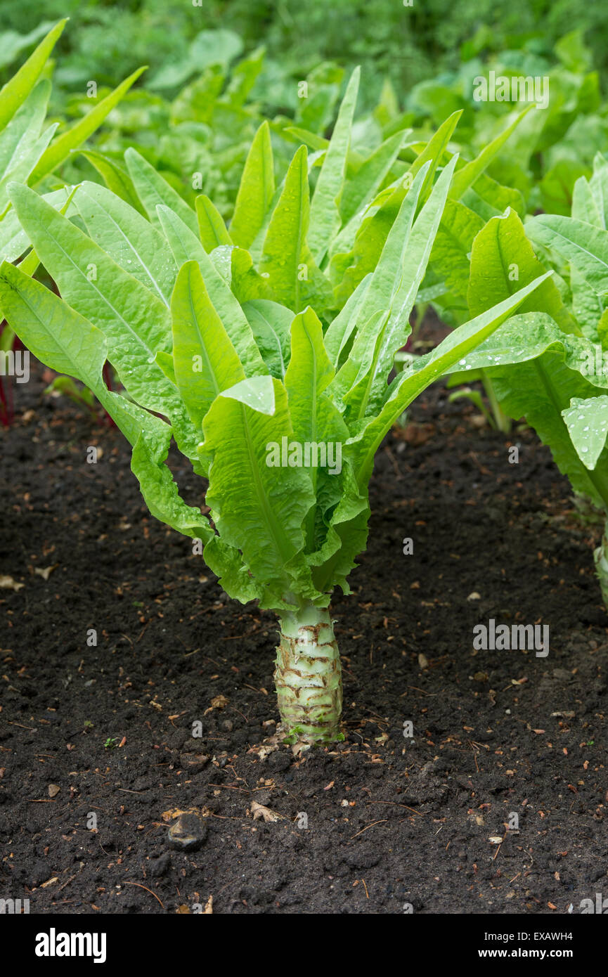 Lactuca Sativa var. Asparagina. Celtuce Pflanzen in einem Gemüsegarten Stockfoto