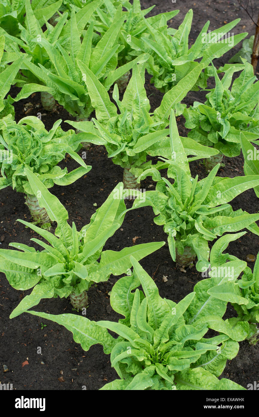 Lactuca Sativa var. Asparagina. Celtuce Pflanzen in einem Gemüsegarten Stockfoto