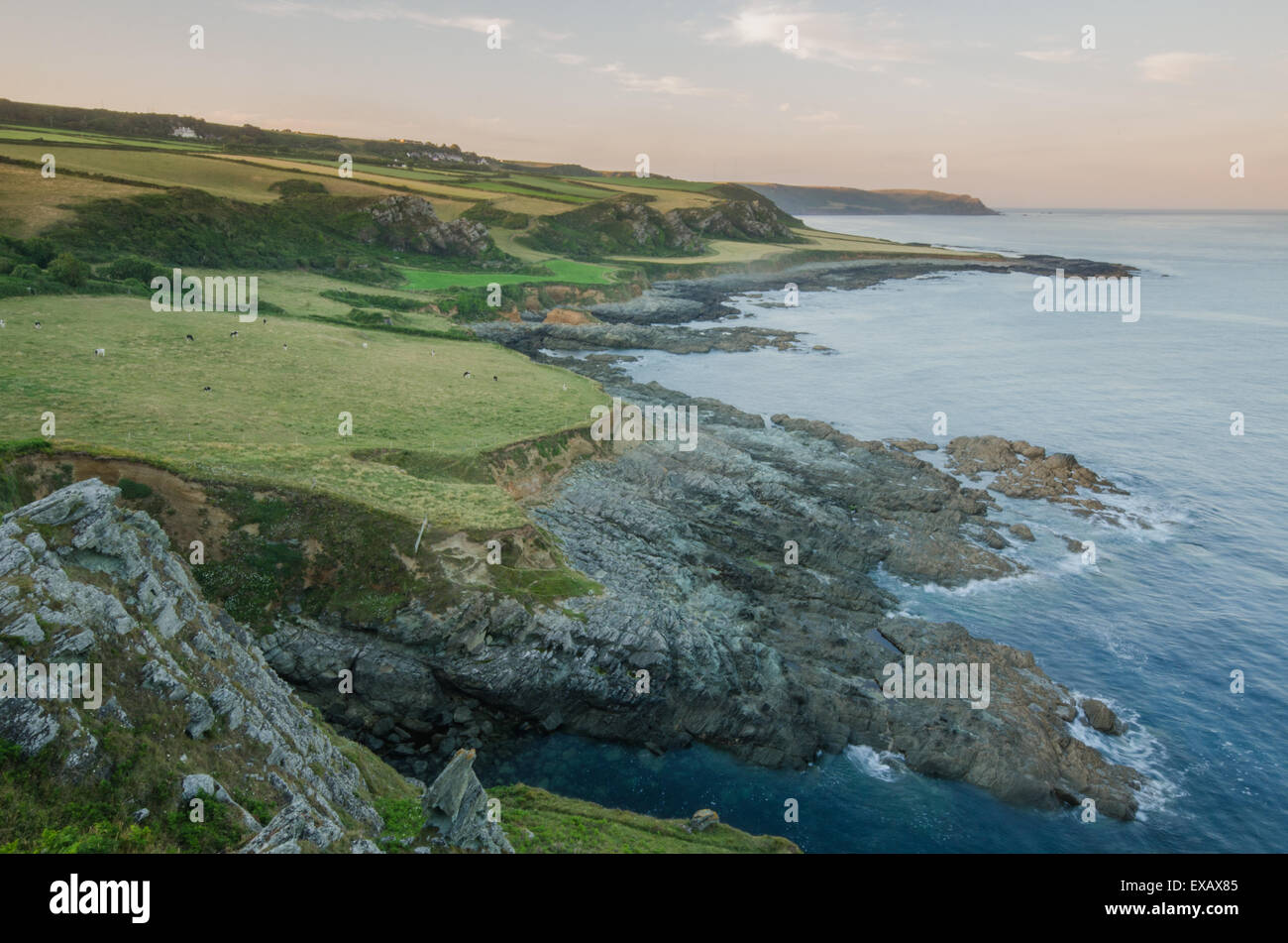 Blick entlang der Küste in East Prawle, Gammon Kopf, Devon, Westküste, UK Stockfoto