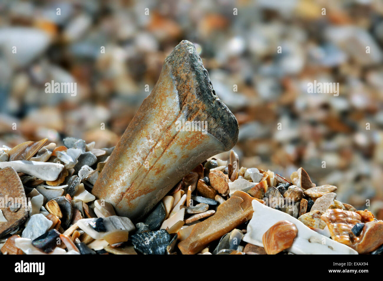 Hai Zahn fossilen gewaschen am Strand entlang der Nordseeküste Stockfoto