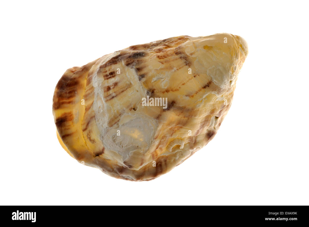 Pazifische Auster / japanische Auster / Miyagi oyster (Crassostrea Gigas) Native bis zur Pazifikküste Asiens auf weißem Hintergrund Stockfoto