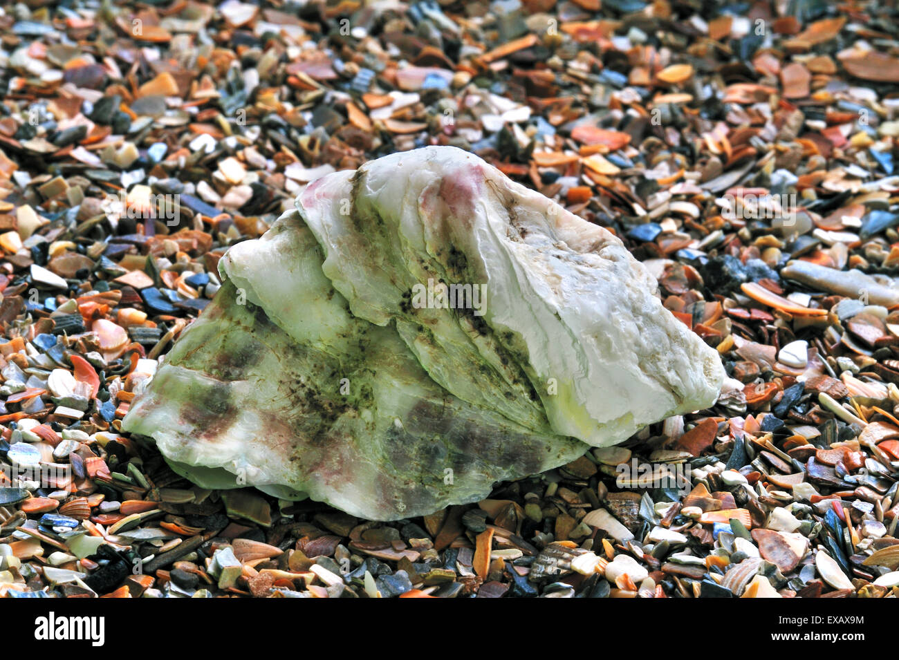 Pazifische Auster / japanische Auster / Miyagi Auster (Crassostrea Gigas) Schale gewaschen am Strand entlang der Nordseeküste Stockfoto