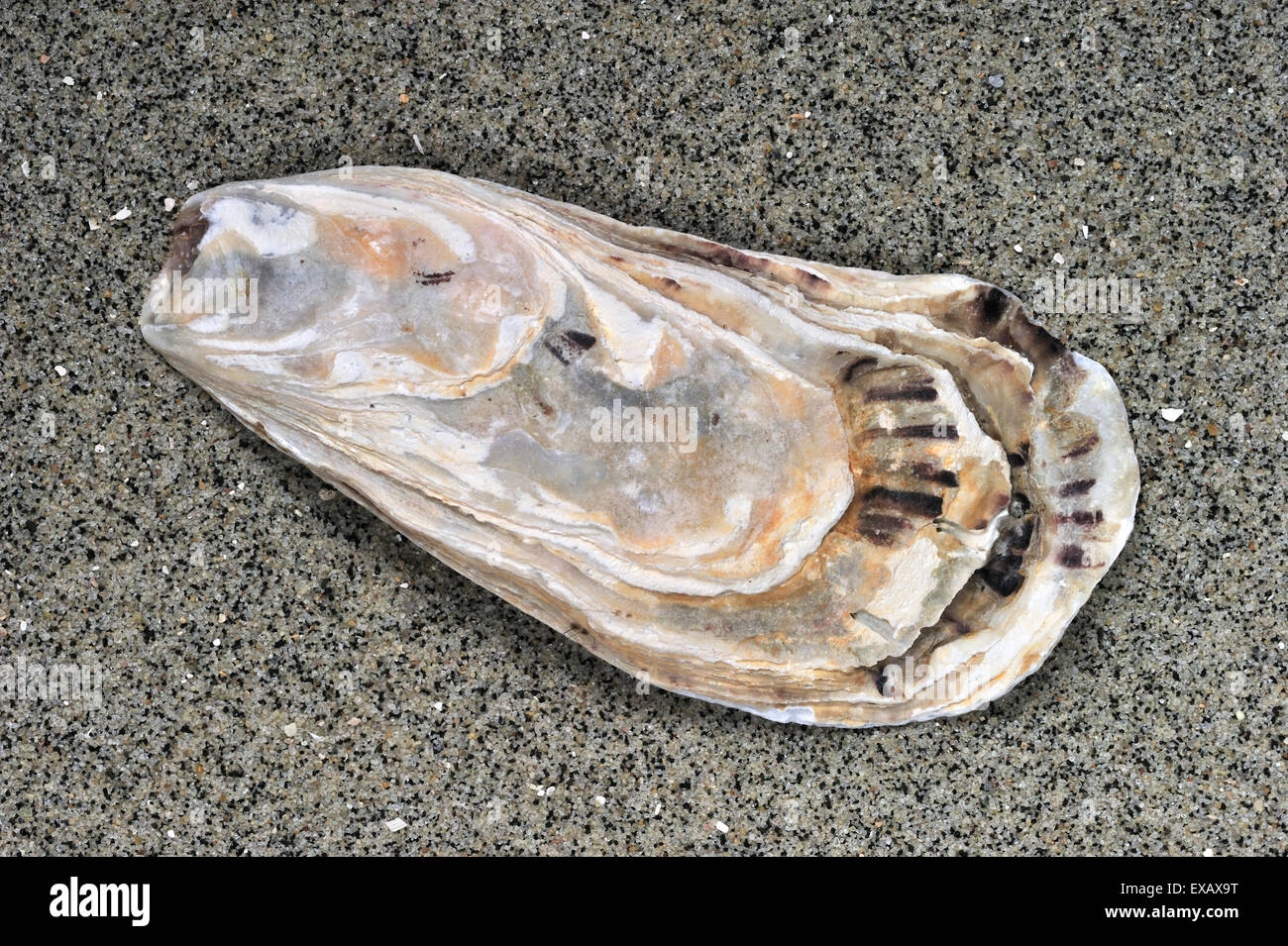 Pazifische Auster / japanische Auster / Miyagi Auster (Crassostrea Gigas) Schale gewaschen am Strand entlang der Nordseeküste Stockfoto