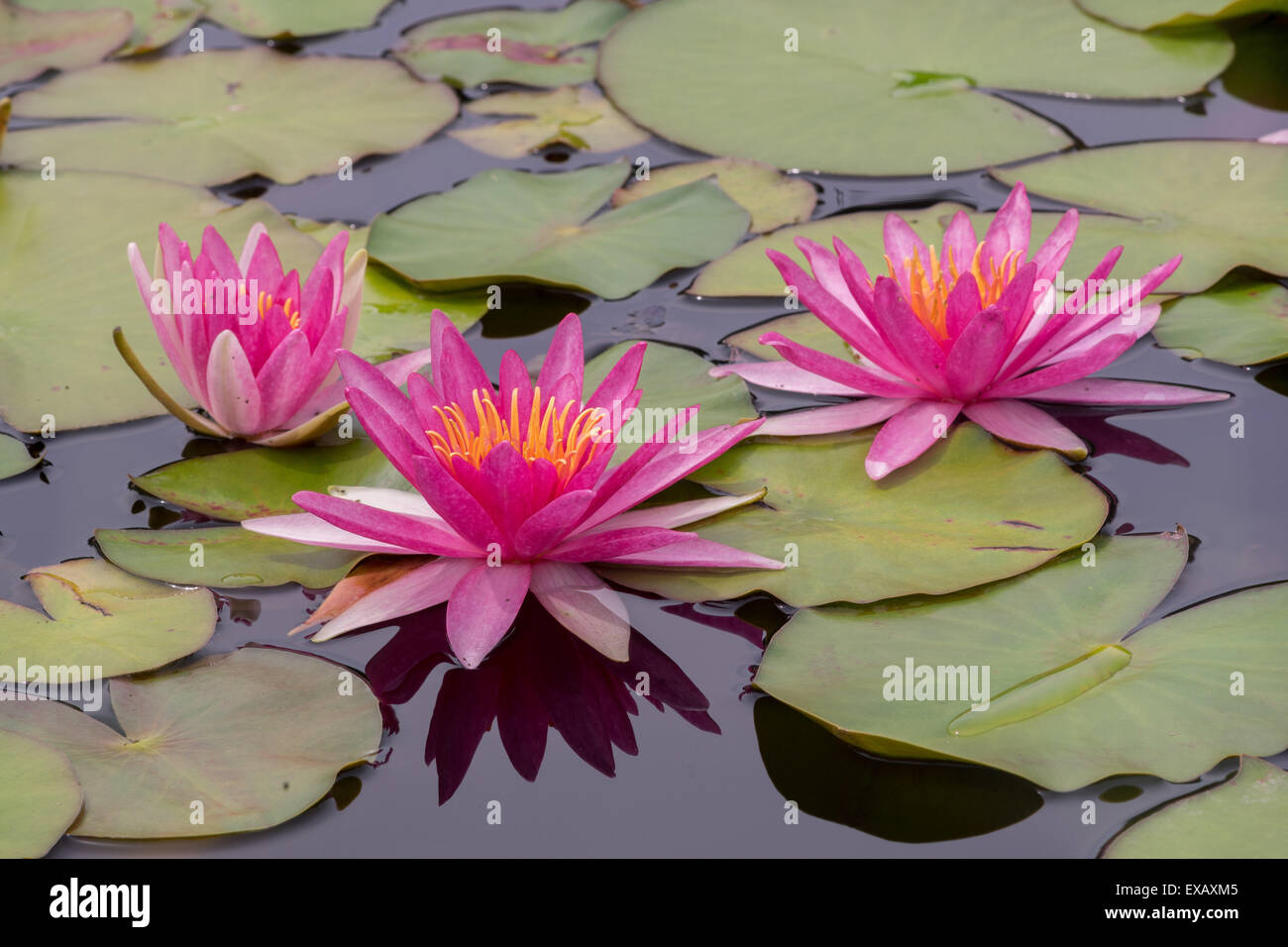 Drei rote Seerosen mit Blättern Stockfoto
