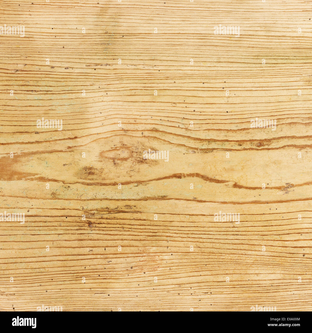 Alten Fichte Holzplatte aus dem sechzehnten Jahrhundert mit viele Wurmlöcher. Stockfoto