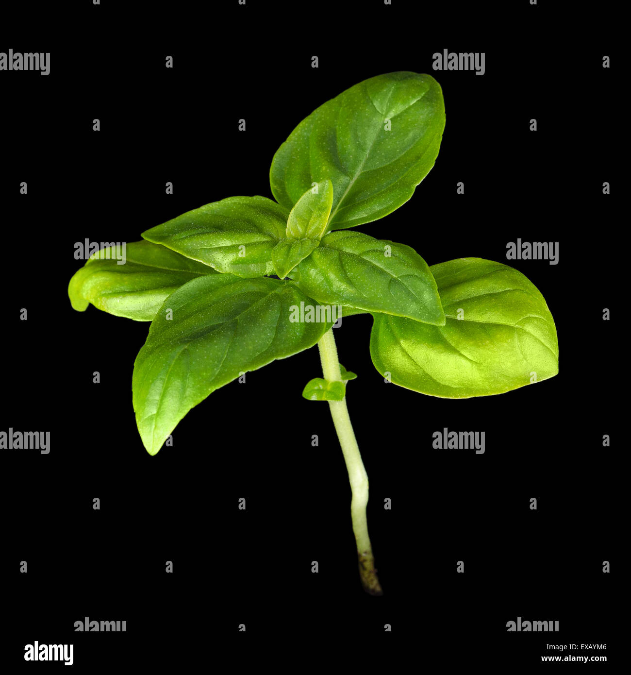 Young Sweet Basil Pflanze auf schwarzem Hintergrund. Stockfoto