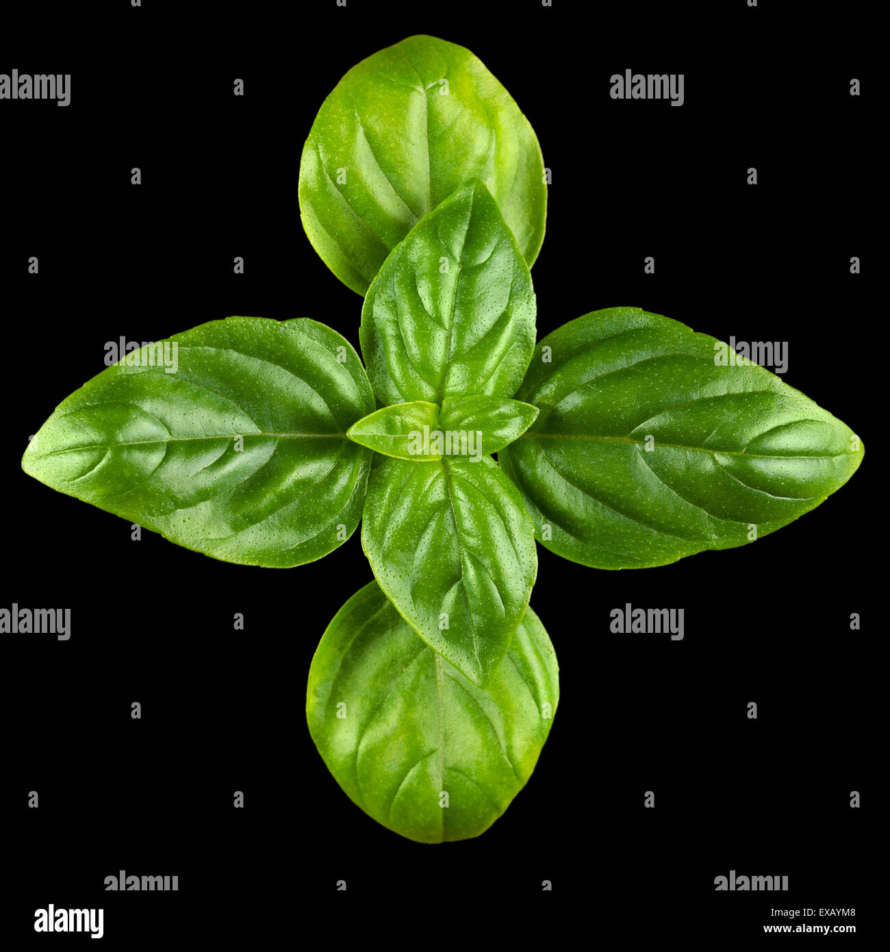 Young Sweet Basil verlässt. Makro-Foto von oben auf schwarzem Hintergrund. Stockfoto