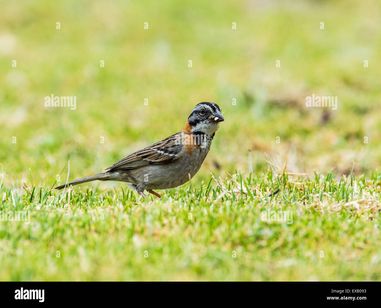 Ein Rufous-Kragen Spatz (Zonotrichia Capensis) Fütterung auf dem grünen Rasen. Stockfoto