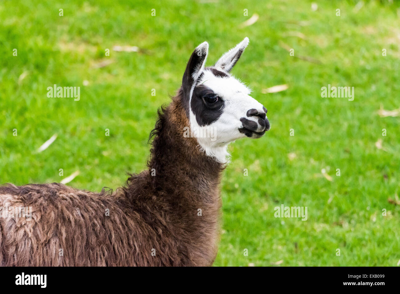 Ein braun weißer Lama Weiden auf grünen Rasen. Stockfoto