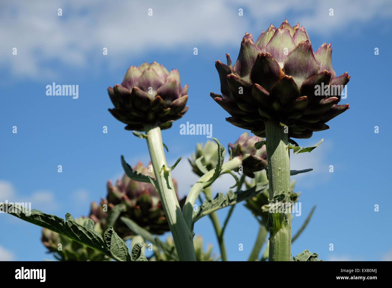 Karde - Cynara Cardunculus auch bekannt als die Artischocke Mariendistel hoch Gartenpflanzen wächst in Herefordshire, England UK im Juli Stockfoto