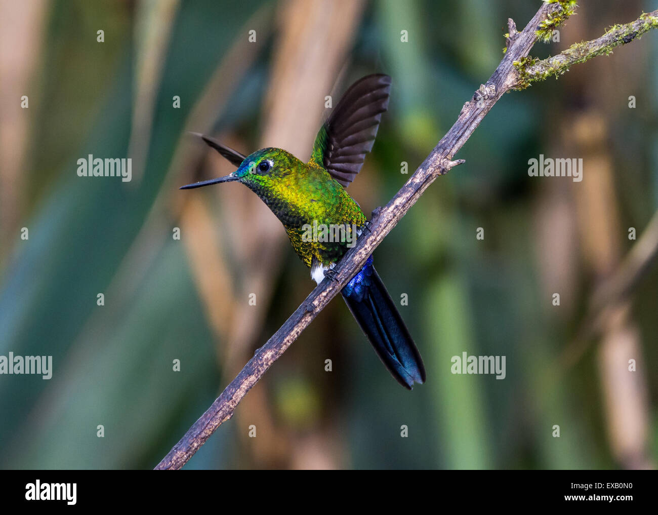 Ein Saphir ventilierte Puffleg (Eriocnemis Luciani) Kolibri seine Flügel ausbreitet. Yanacocha Nature Reserve, Ecuador. Stockfoto