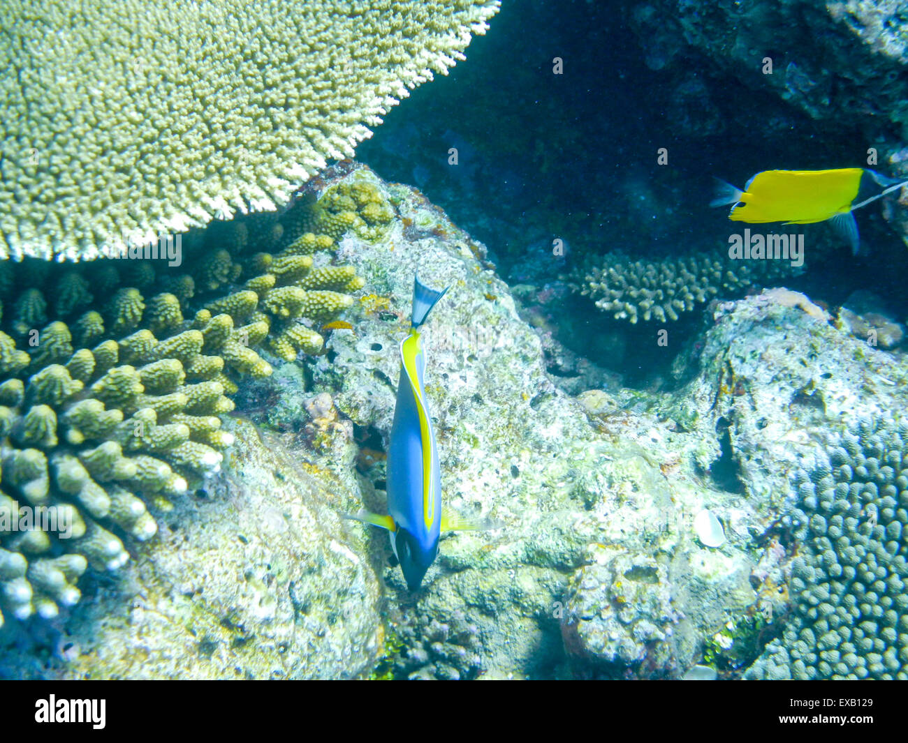 Tropische Fische powder blue Doktorfisch oder blau Tang über Korallenriff im Indischen Ozean Stockfoto