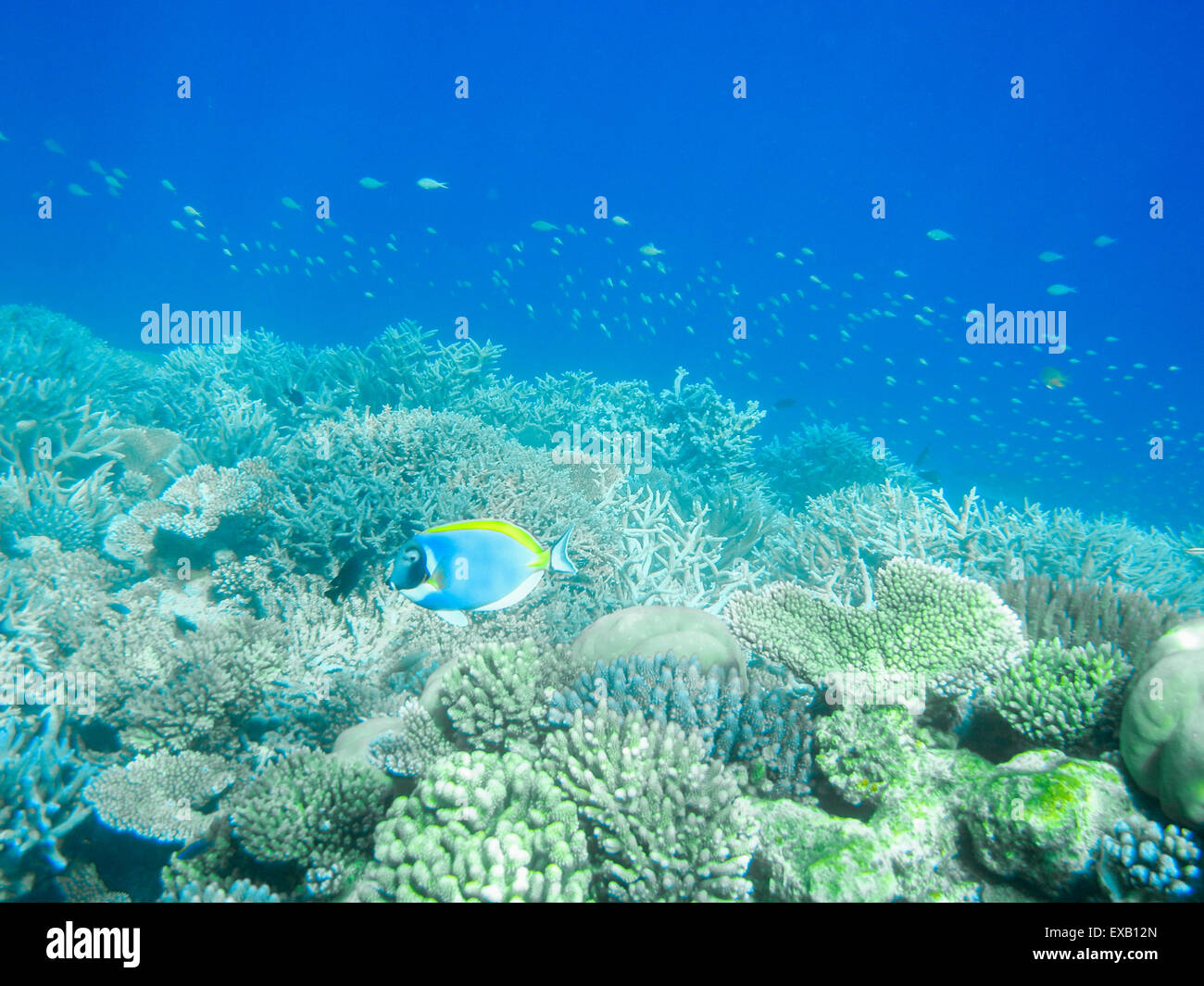 Tropischen powder blue Doktorfisch oder blaue Tang gegen Korallenriff auf den Malediven Stockfoto