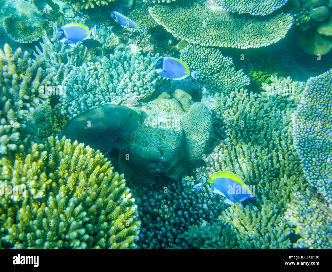 Tropischen powder blue Doktorfisch oder blaue Tang gegen Korallenriff auf den Malediven Stockfoto