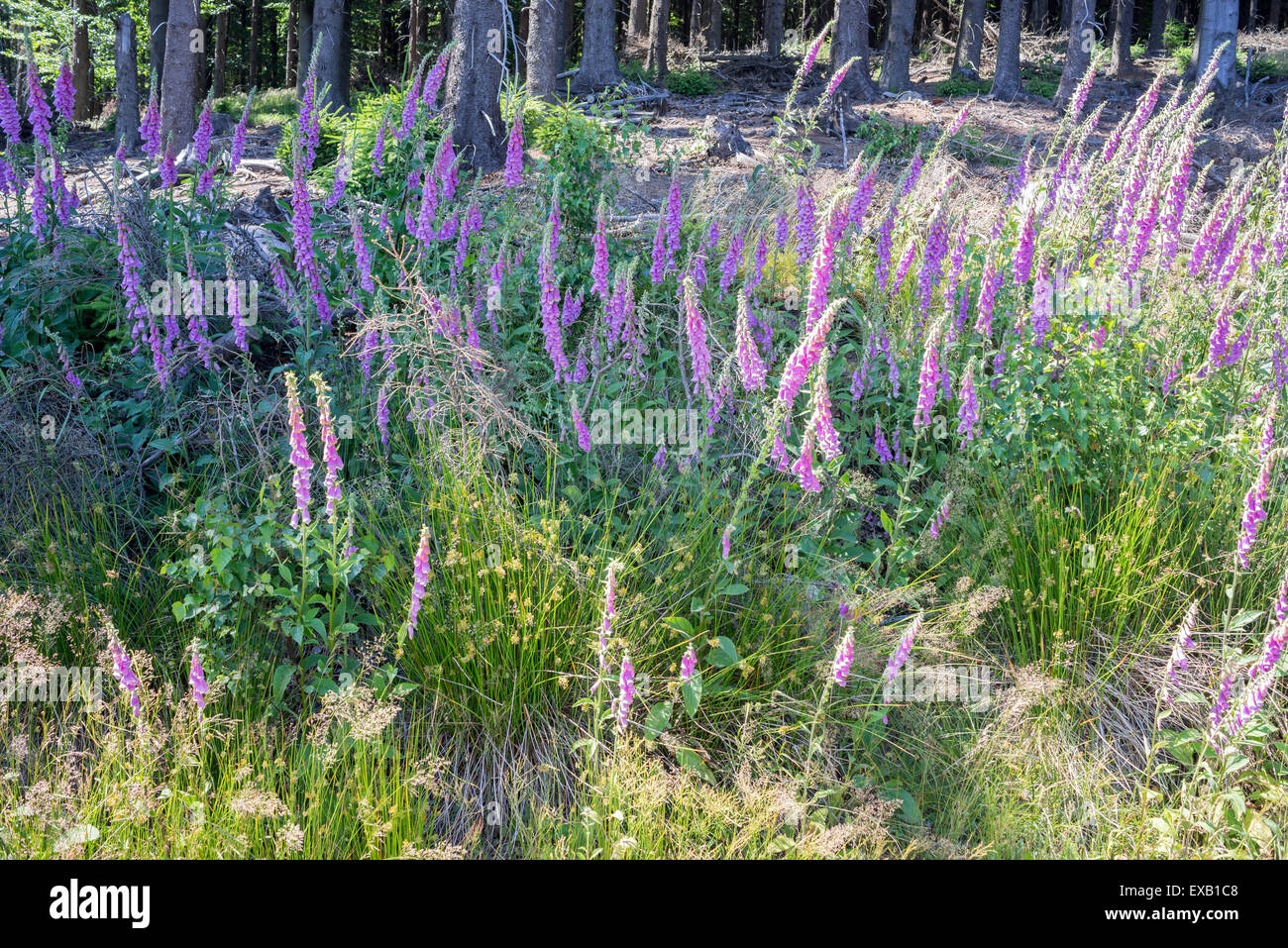 Wilde Foxglowes blühen in ihrem natürlichen Lebensraum Eule Berge South Western Polen Digitalis purpurea Stockfoto