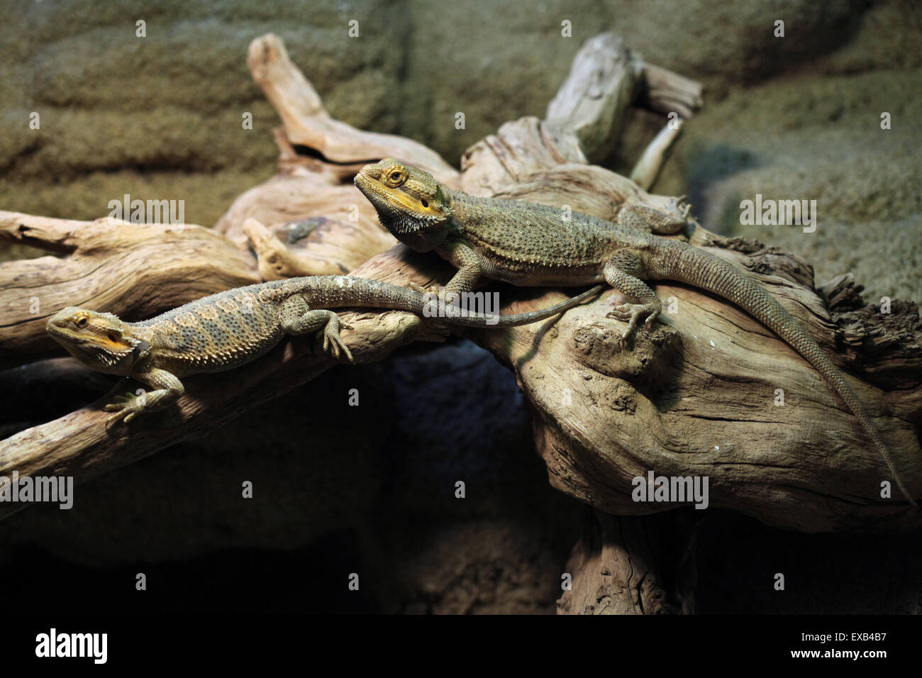 Zentralen Bartagame (Pogona Vitticeps), bekannt auch im Landesinneren Bartagame am Zoo Usti Nad Labem, Tschechische Republik. Stockfoto