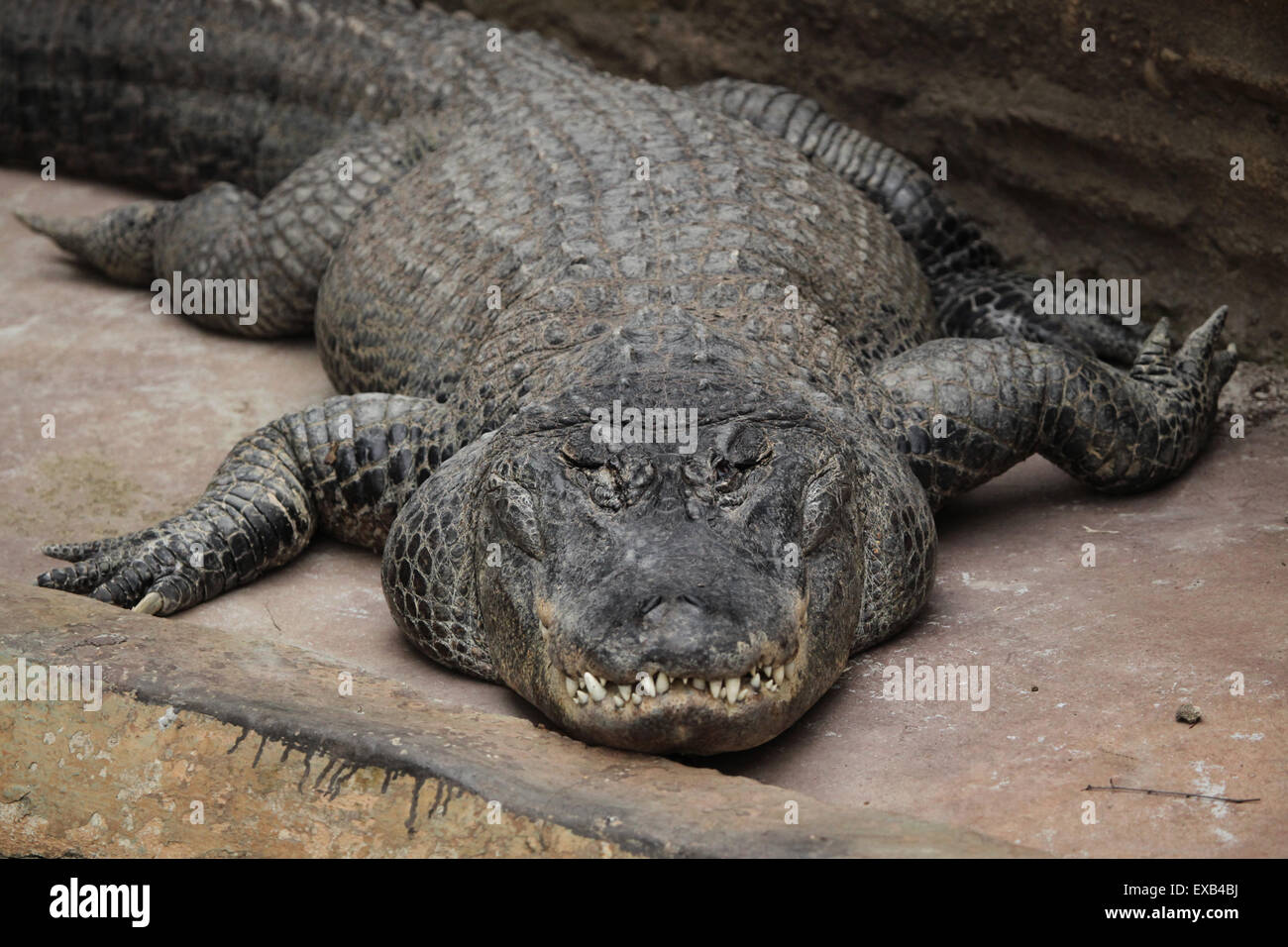 Amerikanischer Alligator (Alligator Mississippiensis) in Usti Nad Labem Zoo in Nordböhmen, Tschechien. Stockfoto