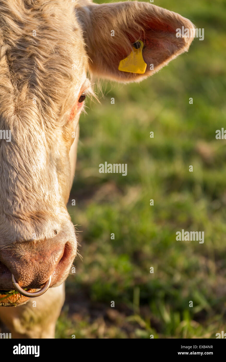 Sonnenuntergang auf Bull Gesicht mit Ohr Stockfoto