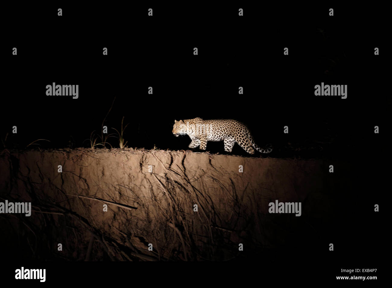 Eine weibliche Leoparden zu Fuß durch eine t-Nacht - mit künstlichem Licht fotografiert. Stockfoto