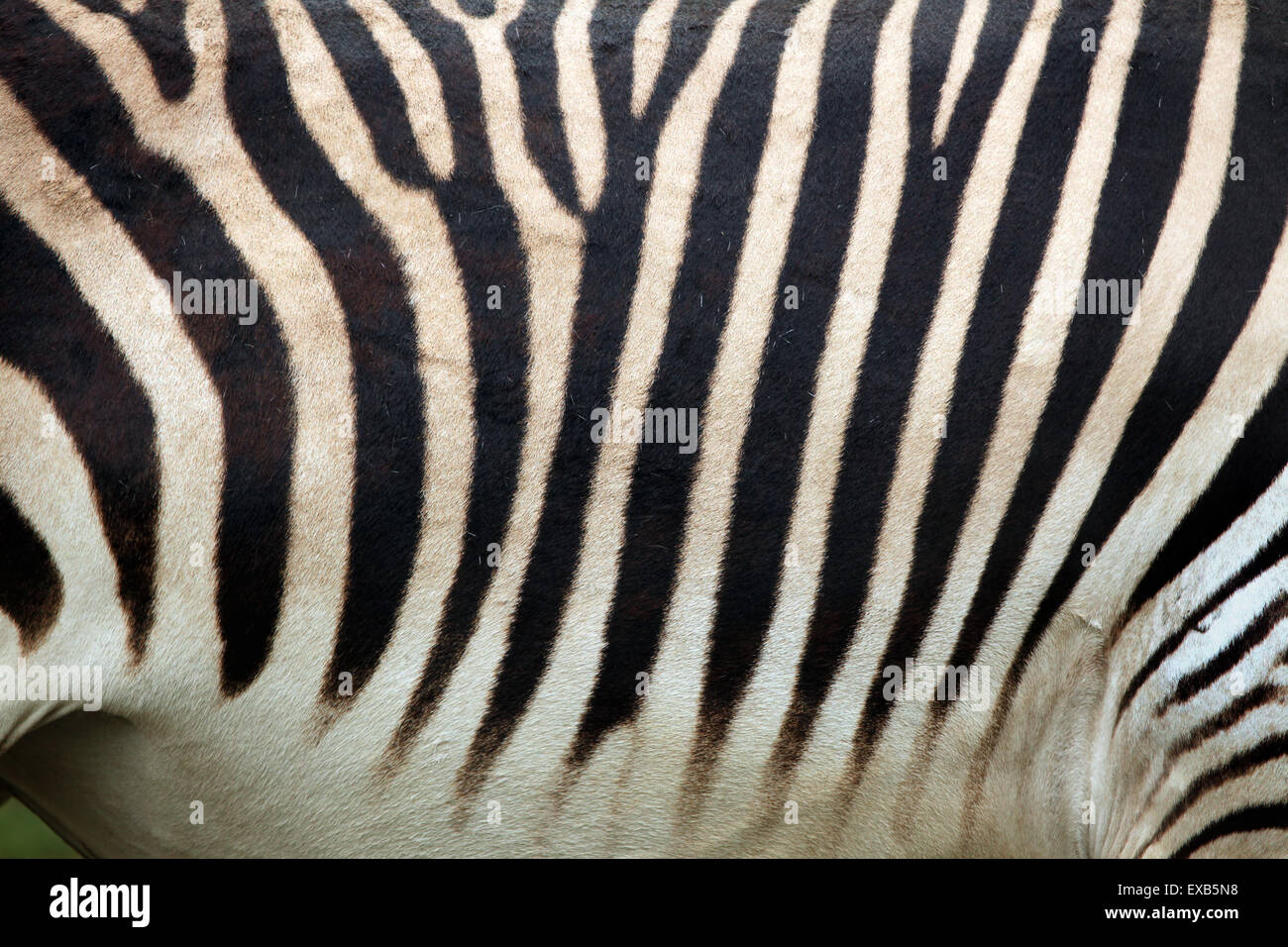 Hartmann Bergzebra (Equus Zebra Hartmannae) Haut Textur. Tierwelt Tier. Stockfoto