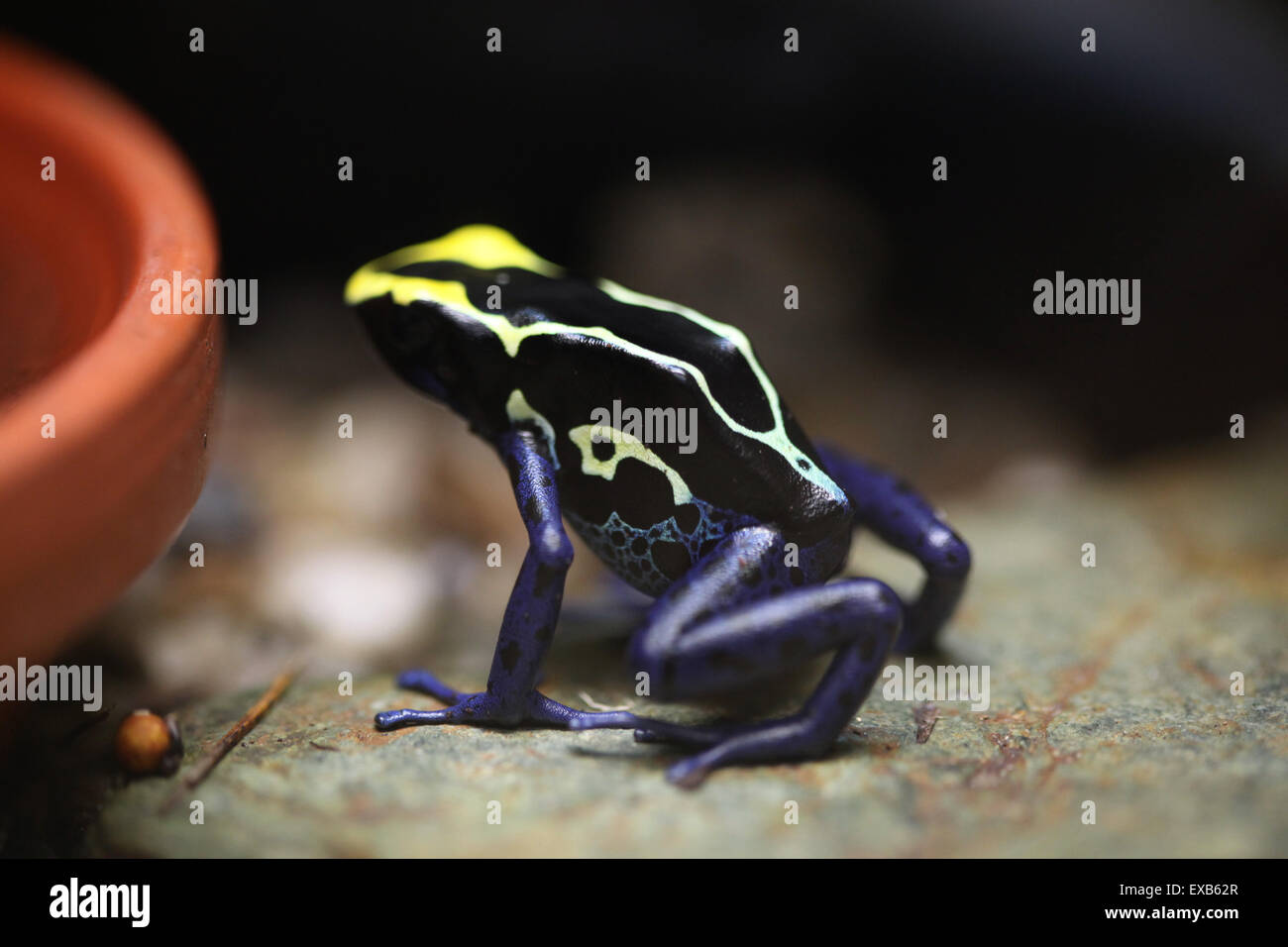 Färben Dart Frog (Dendrobates Tinctorius), auch bekannt als das Färben vergiften Frosch am Zoo Usti Nad Labem, Tschechische Republik. Stockfoto