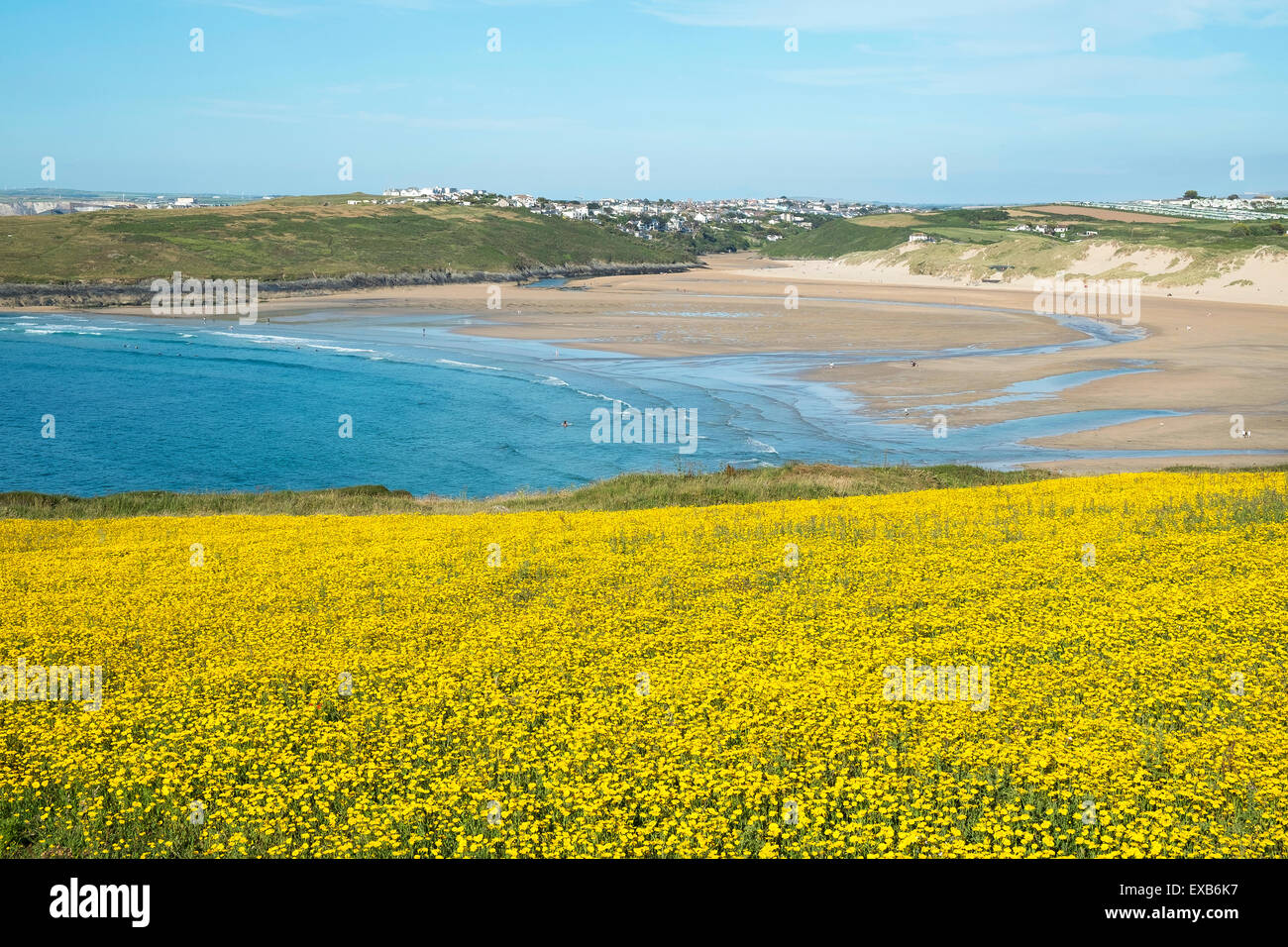 Mais Ringelblumen in voller Blüte mit Blick auf Crantock Bay in der Nähe von Newquay in Cornwall, Großbritannien Stockfoto