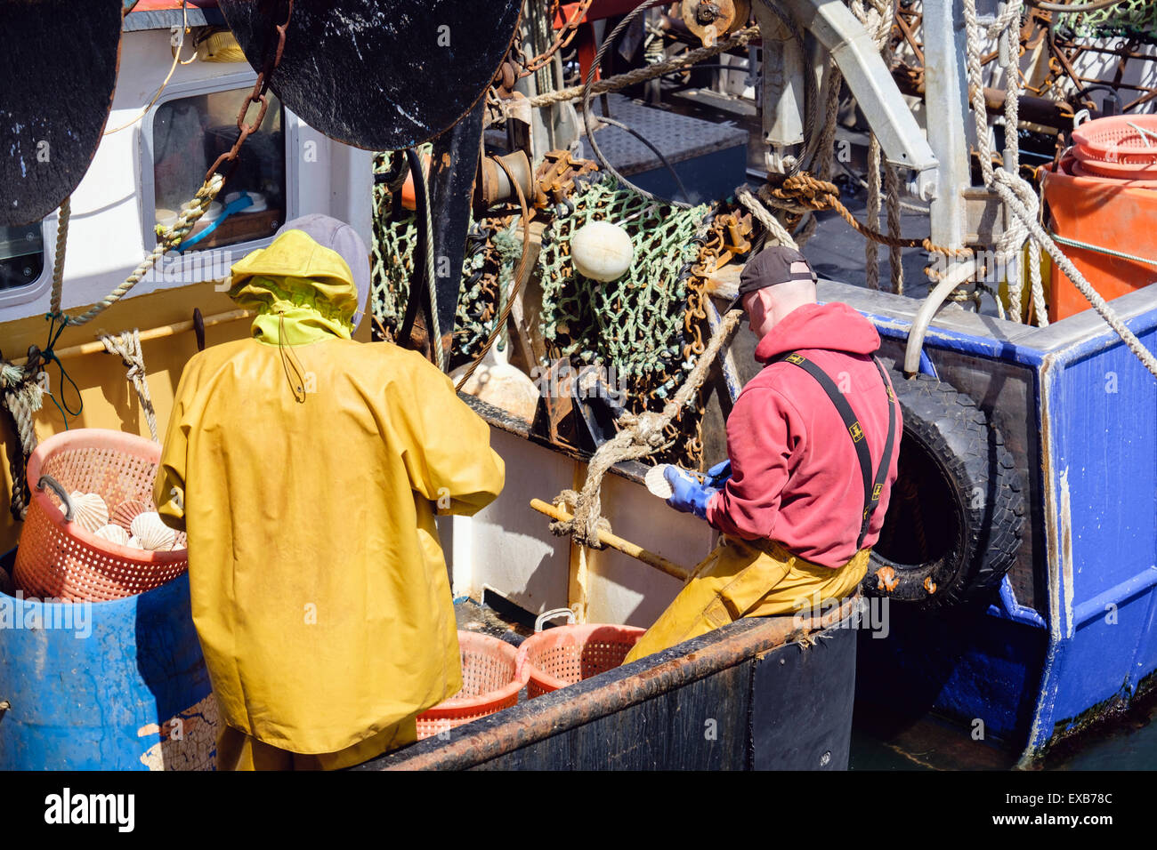 Fischer in einem Fischerboot Jakobsmuscheln öffnen, frische Jakobsmuscheln zu entfernen. Port Ellen Isle of Islay Hebriden Western Isles Schottland, Vereinigtes Königreich Stockfoto